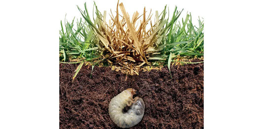 grubGONE! Organic grub control