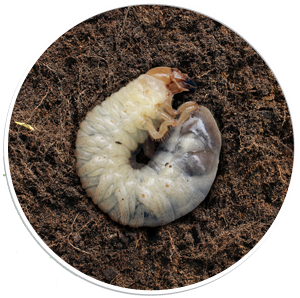 Organic grub Control