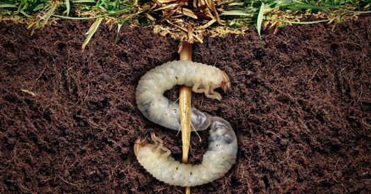 Can Beneficial Soil Bacteria Replace Synthetic Fertilizers Effectively?